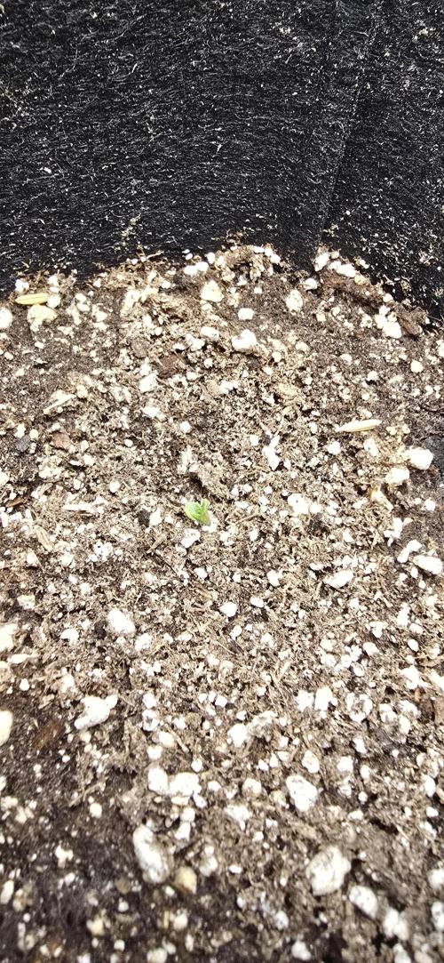 Sweet Cherry Kush Monster LSOK. Week 1