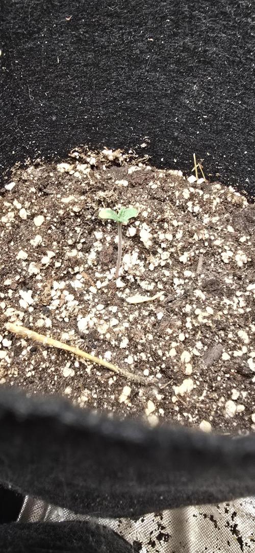 Sweet Cherry Kush Monster LSOK. Week 1