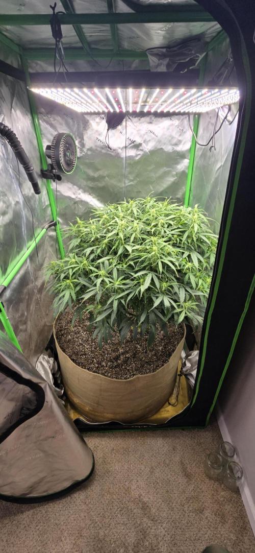 Northern lights (Overkill). Week 7