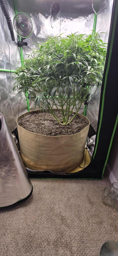 Northern lights (Overkill). Week 7