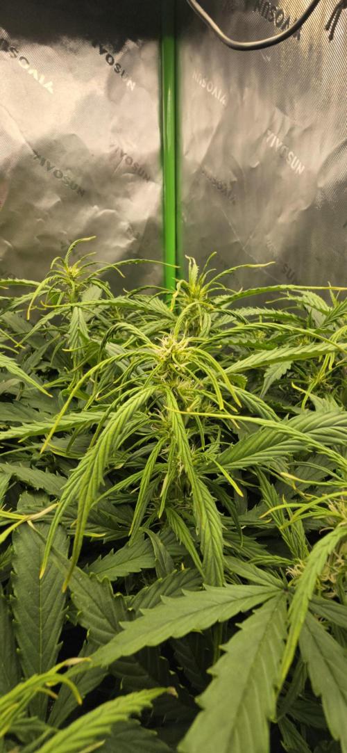 Northern lights (Overkill). Week 7