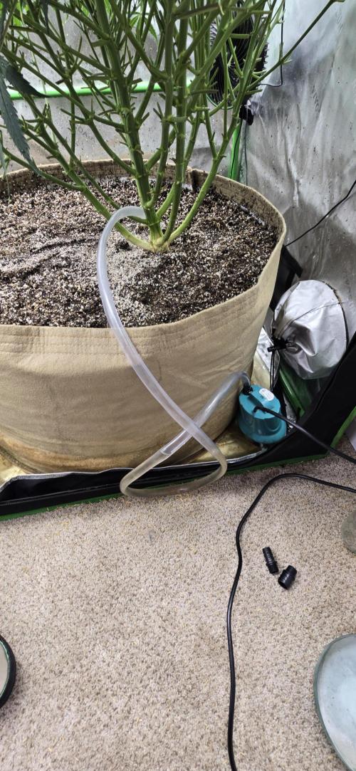 Northern lights (Overkill). Week 7