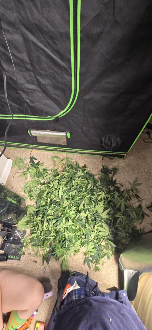 Northern lights (Overkill). Week 7