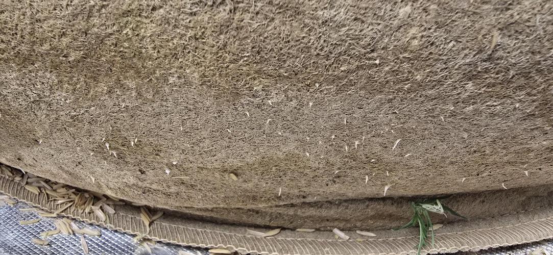 Northern lights (Overkill). Week 7