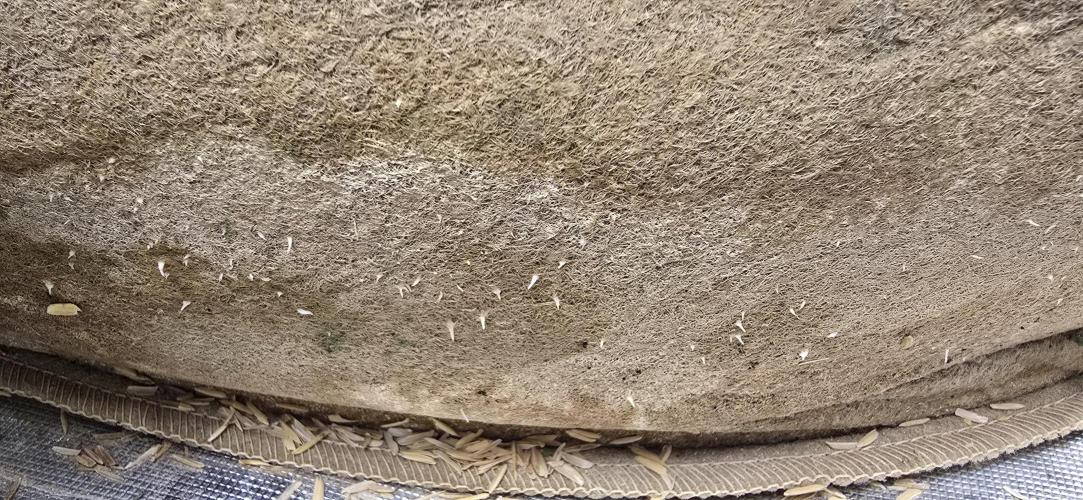 Northern lights (Overkill). Week 7