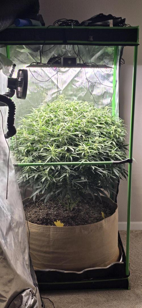 Northern lights (Overkill). Week 8