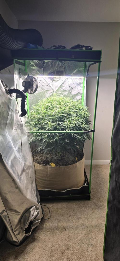 Northern lights (Overkill). Week 8
