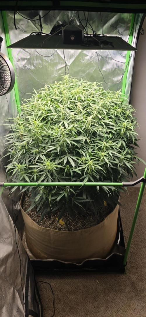 Northern lights (Overkill). Week 8
