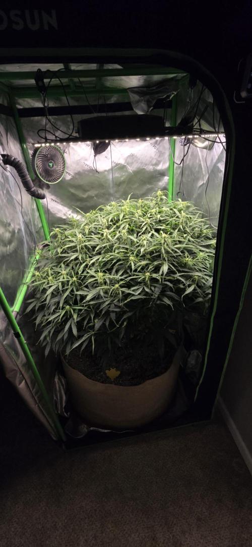 Northern lights (Overkill). Week 8