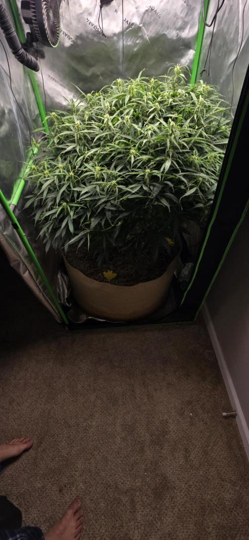 Northern lights (Overkill). Week 8