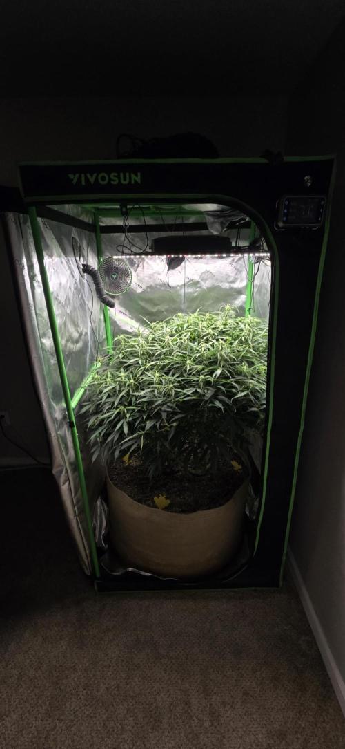 Northern lights (Overkill). Week 8