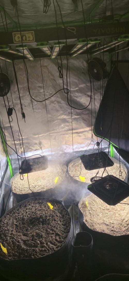 Sweet Cherry Kush Monster LSOK. Week 2