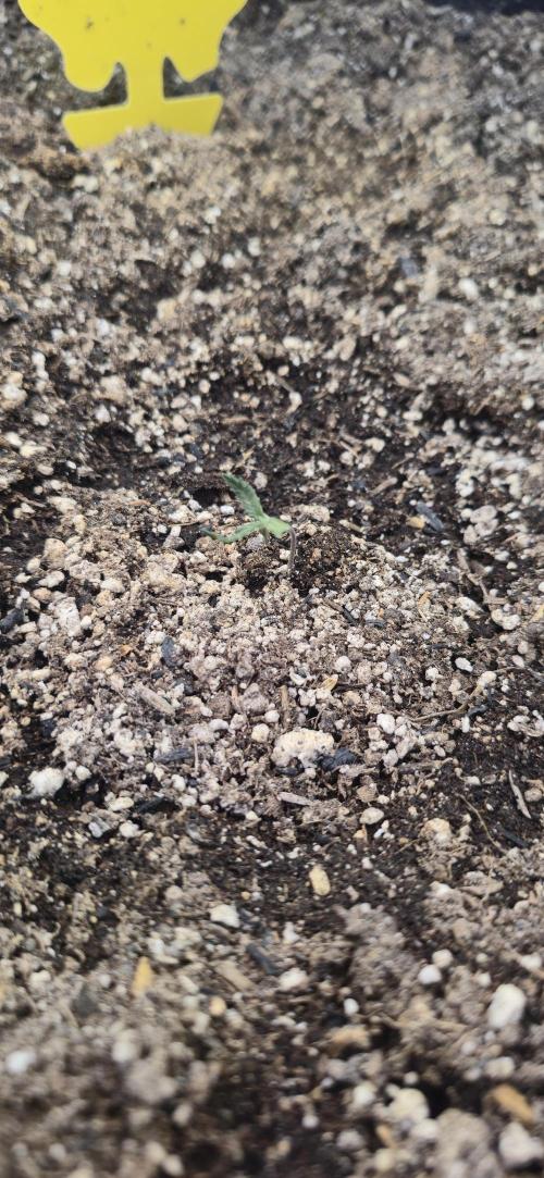 Sweet Cherry Kush Monster LSOK. Week 2