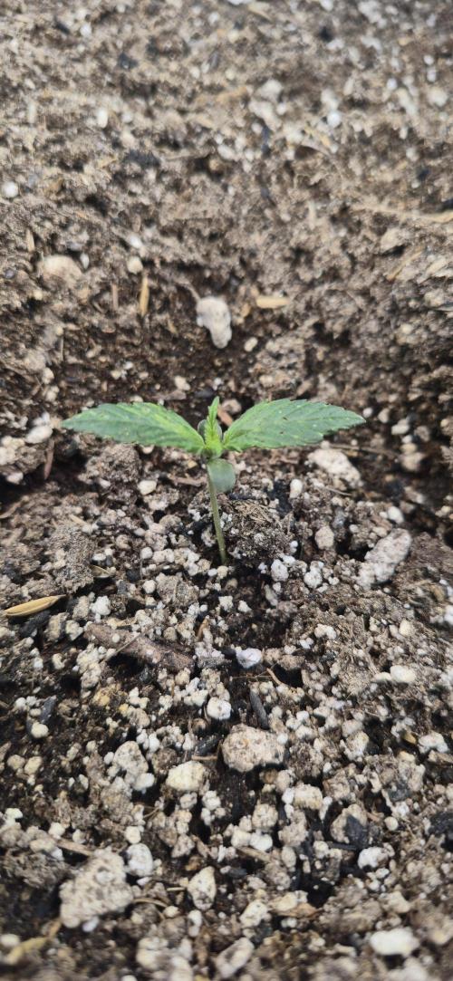 Sweet Cherry Kush Monster LSOK. Week 2