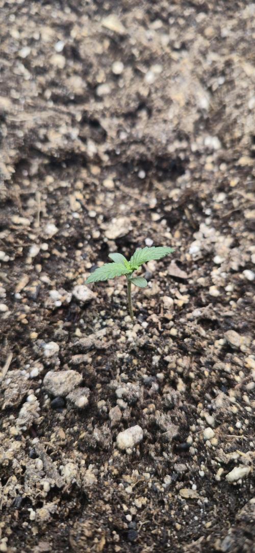 Sweet Cherry Kush Monster LSOK. Week 2