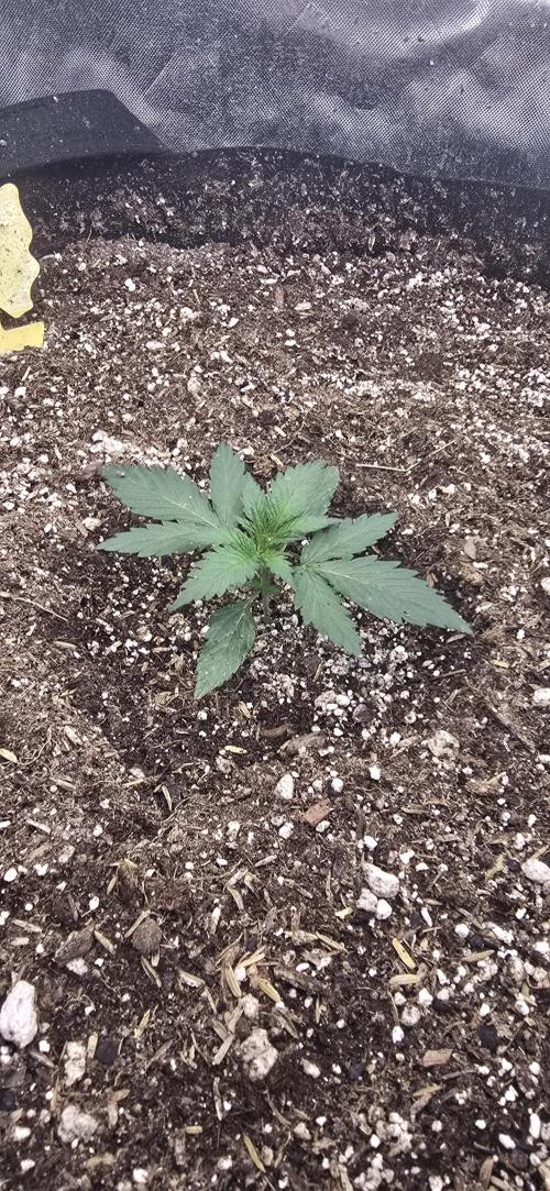 Sweet Cherry Kush Monster LSOK. Week 3