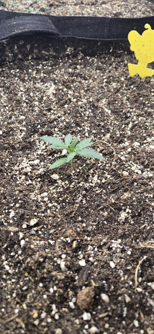 Sweet Cherry Kush Monster LSOK. Week 3