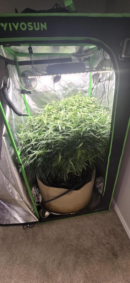 Northern lights (Overkill). Week 9