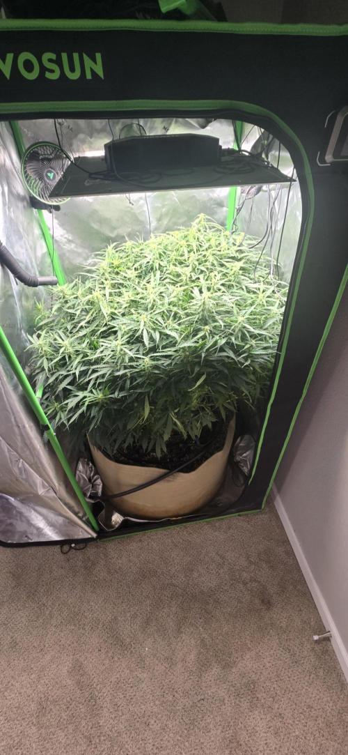 Northern lights (Overkill). Week 9