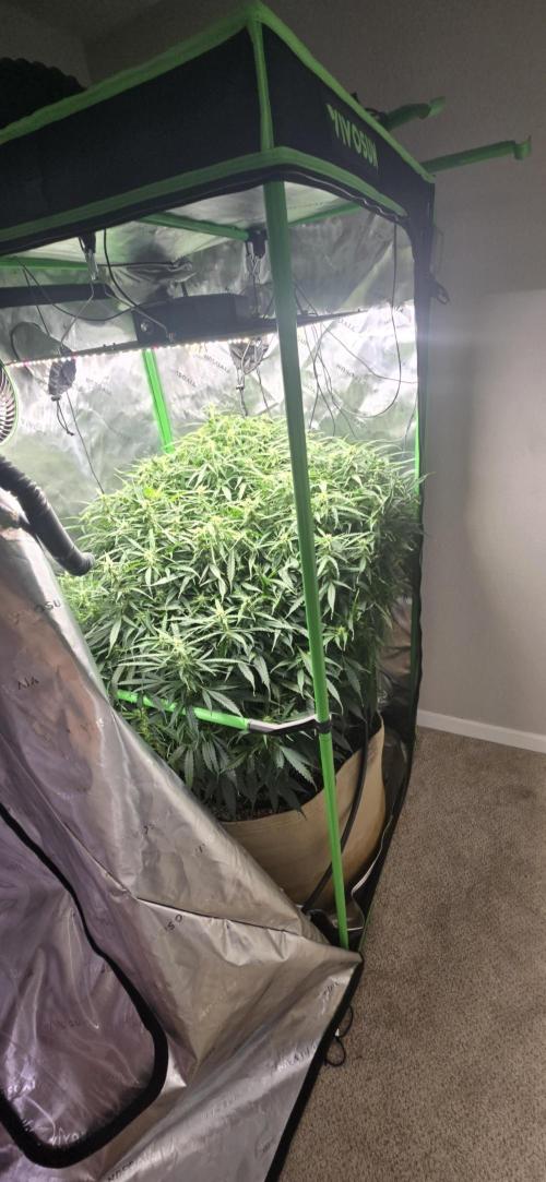 Northern lights (Overkill). Week 9