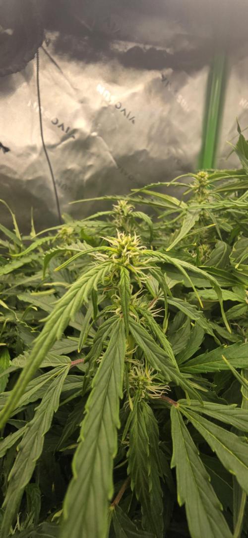 Northern lights (Overkill). Week 9