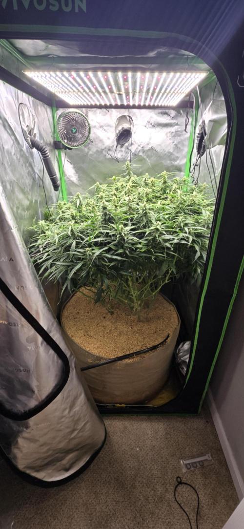 Northern lights (Overkill). Week 10