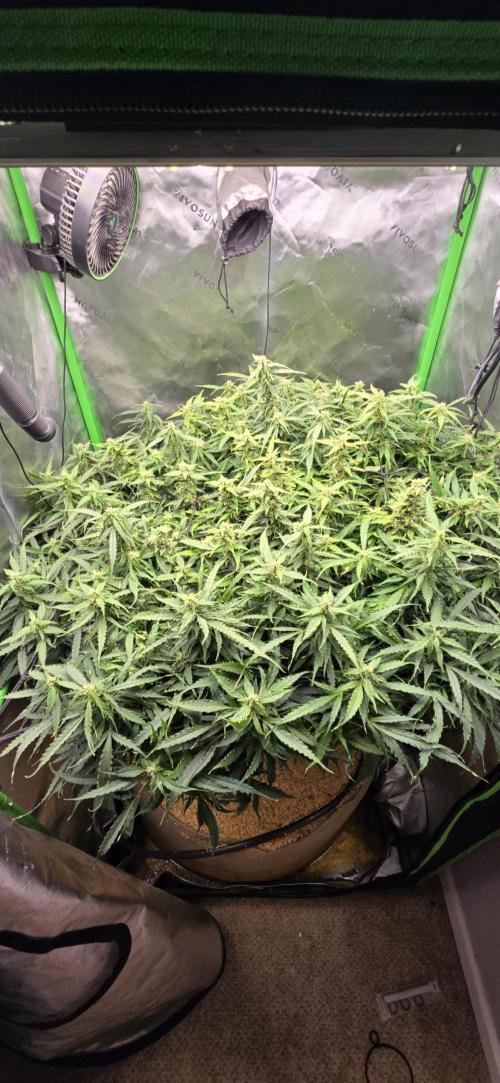 Northern lights (Overkill). Week 10