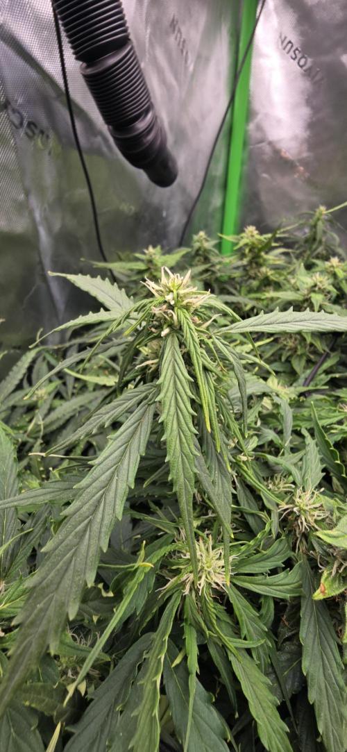Northern lights (Overkill). Week 10
