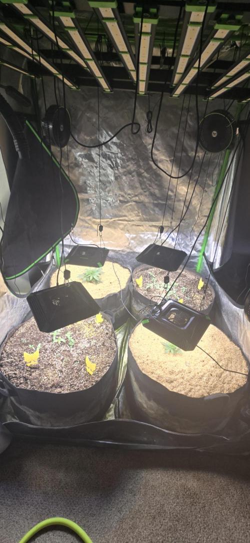 Sweet Cherry Kush Monster LSOK. Week 4