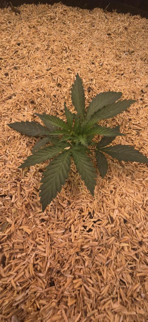 Sweet Cherry Kush Monster LSOK. Week 4
