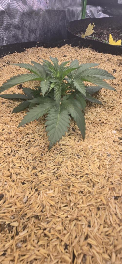 Sweet Cherry Kush Monster LSOK. Week 4