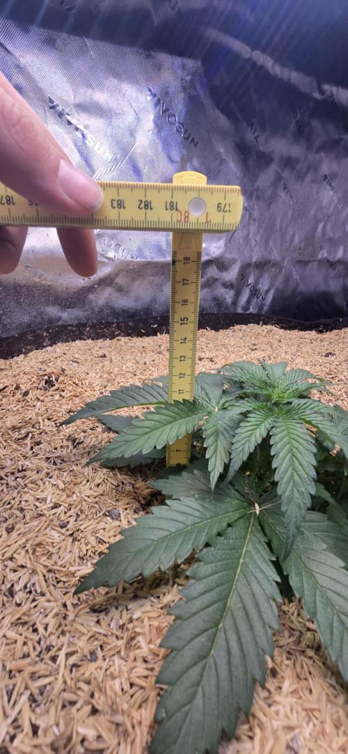 Sweet Cherry Kush Monster LSOK. Week 4