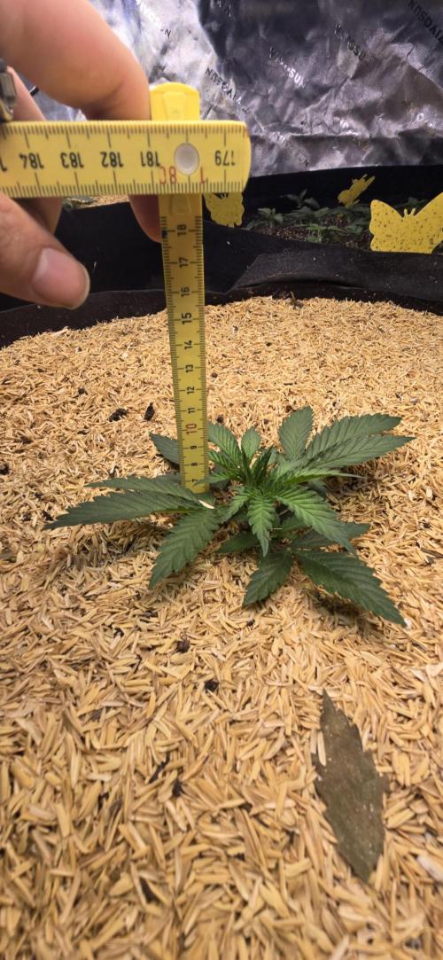 Sweet Cherry Kush Monster LSOK. Week 4