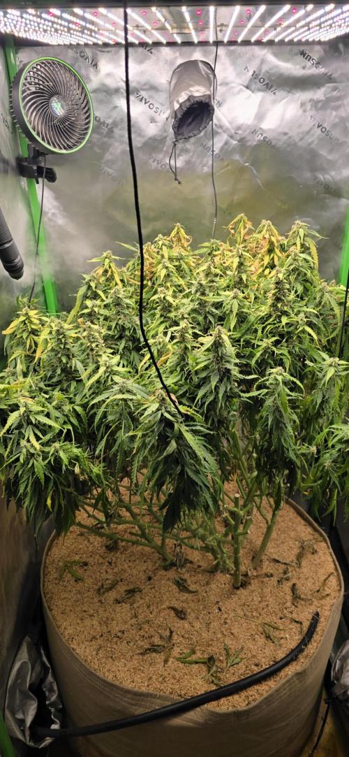 Northern lights (Overkill). Week 11