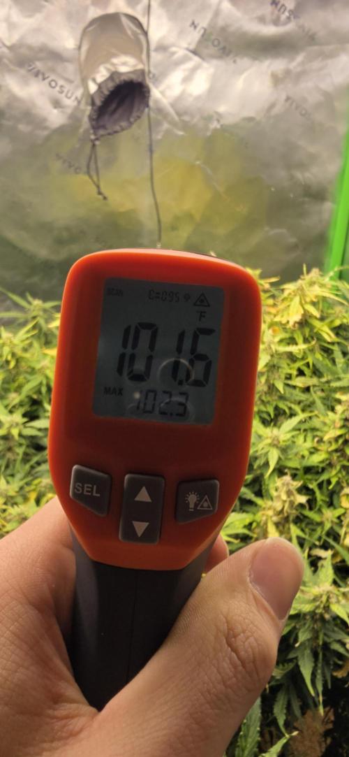 Northern lights (Overkill). Week 11