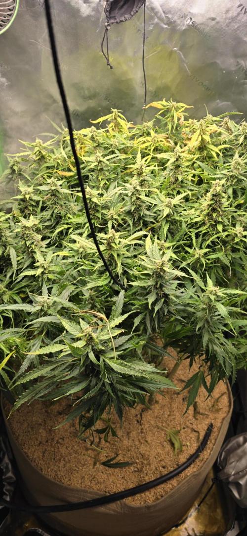 Northern lights (Overkill). Week 11