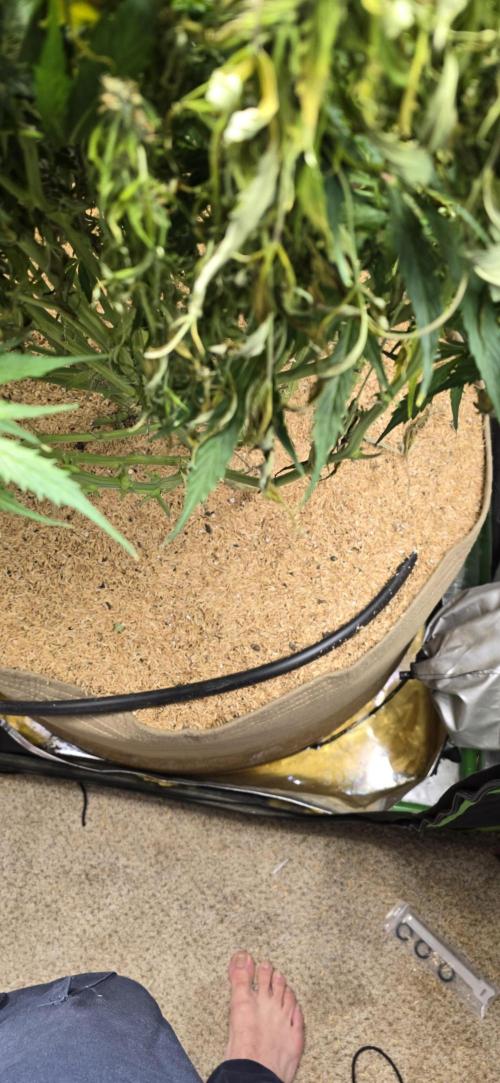 Northern lights (Overkill). Week 11