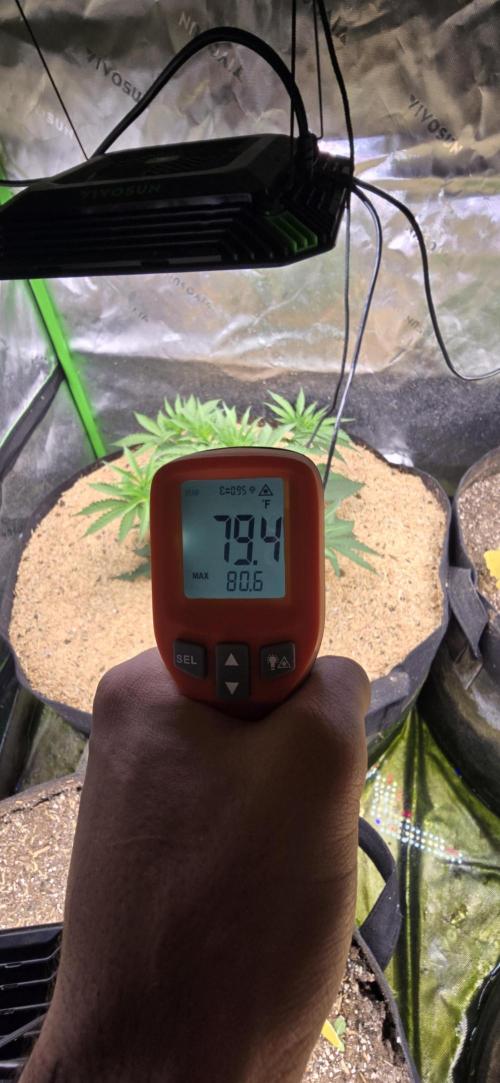 Sweet Cherry Kush Monster LSOK. Week 5