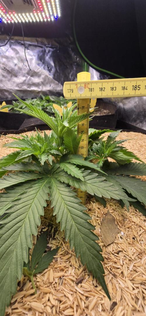 Sweet Cherry Kush Monster LSOK. Week 5