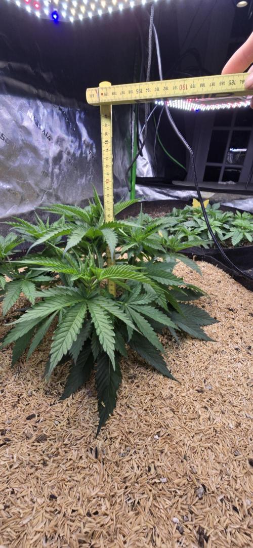 Sweet Cherry Kush Monster LSOK. Week 5