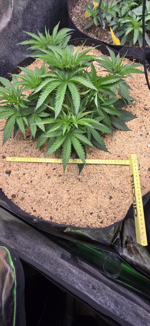 Sweet Cherry Kush Monster LSOK. Week 5