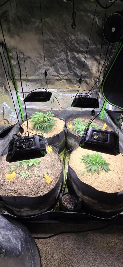 Sweet Cherry Kush Monster LSOK. Week 5