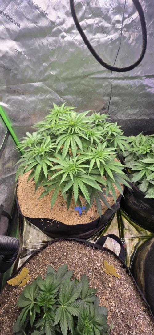 Sweet Cherry Kush Monster LSOK. Week 6