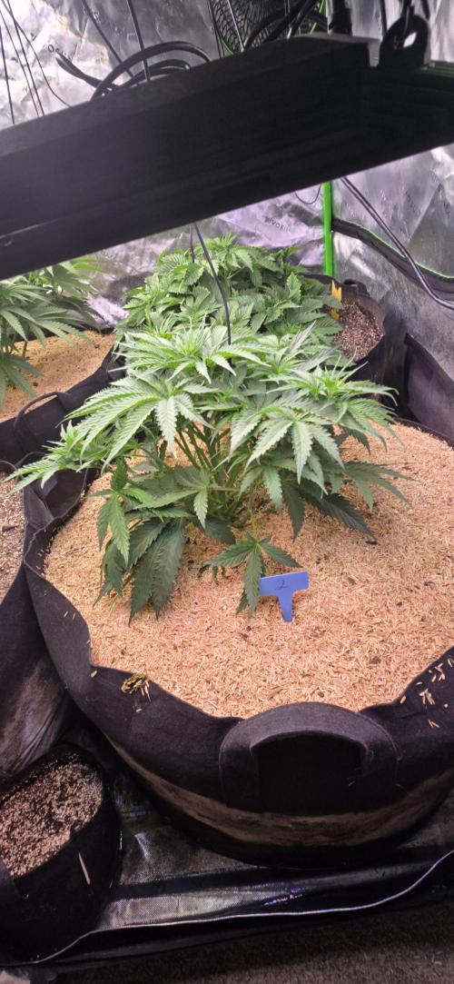 Sweet Cherry Kush Monster LSOK. Week 6