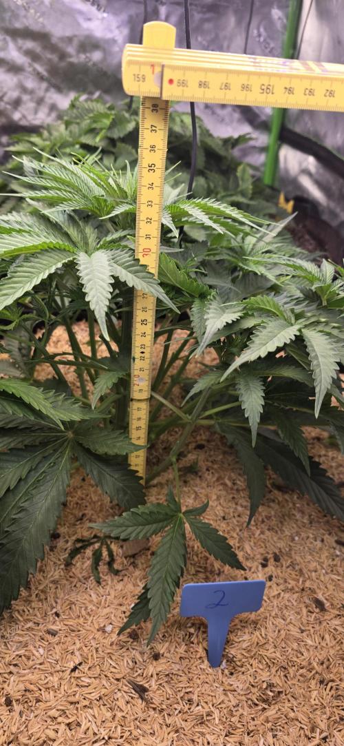 Sweet Cherry Kush Monster LSOK. Week 6