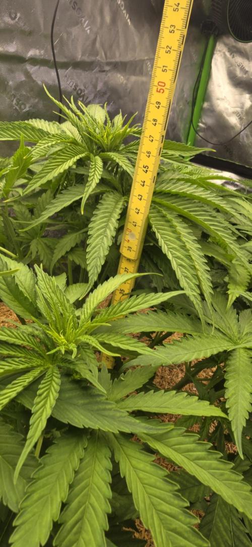 Sweet Cherry Kush Monster LSOK. Week 6