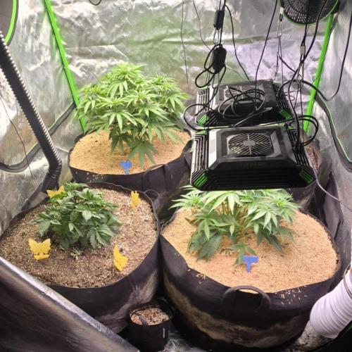 Sweet Cherry Kush Monster LSOK. Week 6