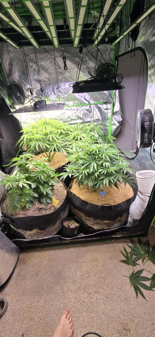 Sweet Cherry Kush Monster LSOK. Week 7