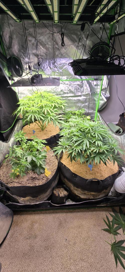 Sweet Cherry Kush Monster LSOK. Week 7