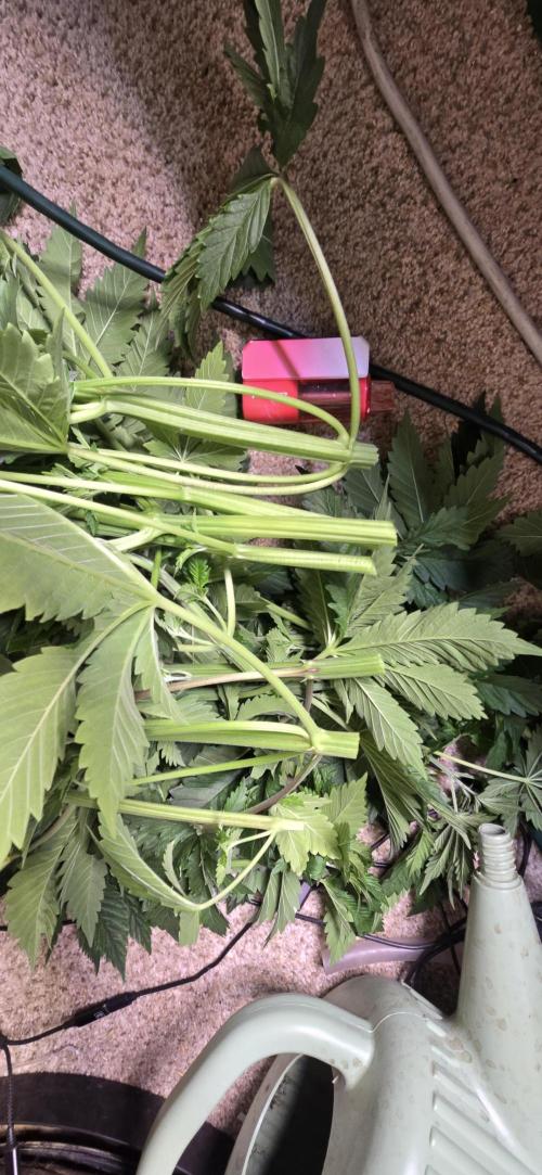 Sweet Cherry Kush Monster LSOK. Week 7 - Massive stalks for plants with no direct light